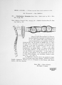 Phyllachora graminis image